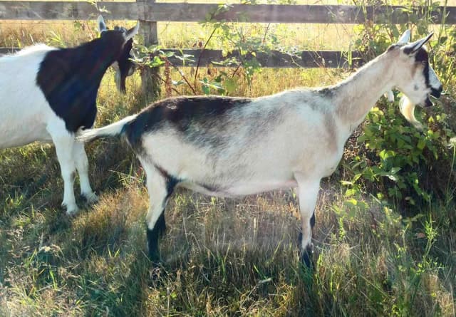 Alpine goat, a cou clair doe in side profile with a wether in the background