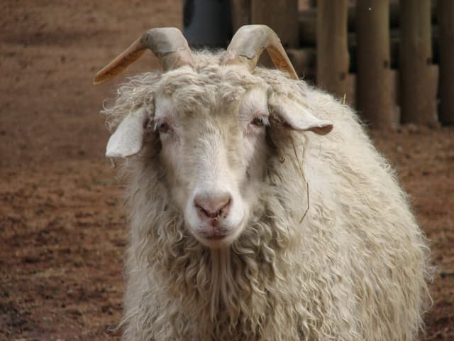 Angora goat, close-up portrait showing its curly mohair fleece and horns