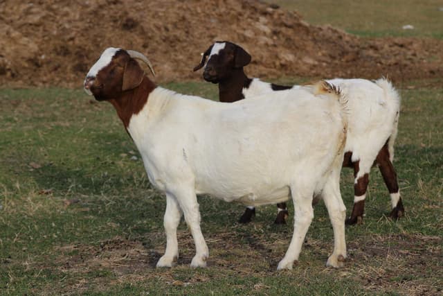 Boer goat, a white-bodied doe with the breed's classic red-brown head