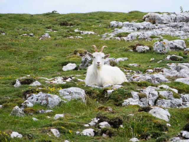 Cashmere goat, a white, long-coated doe resting on a rocky hillside