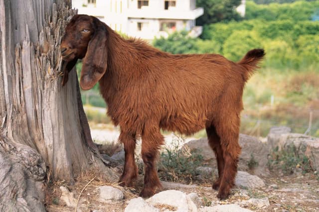 Damascus type goat photographed at Ugarit, Syria, 1995