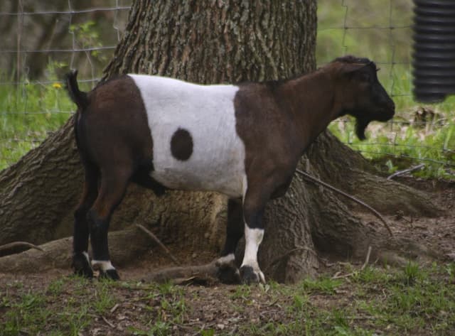 Fainting Goat (Myotonic) goat, a brown-and-white doe with the breed's stiff-legged stance
