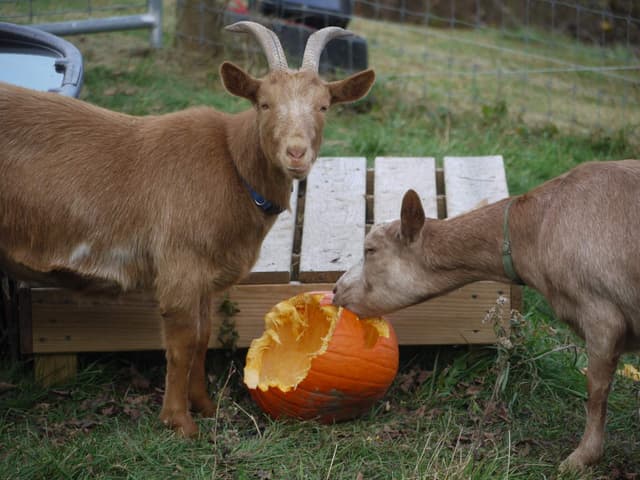 Golden Guernsey goat, a golden-coated doe