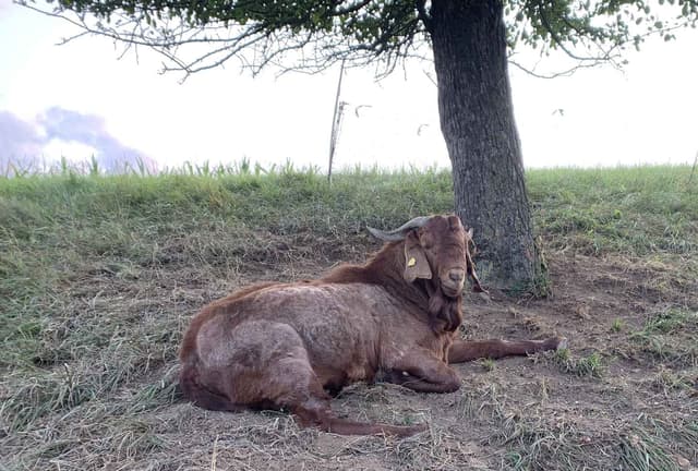 Kalahari Red goat, a red-coated buck resting in the shade of a tree