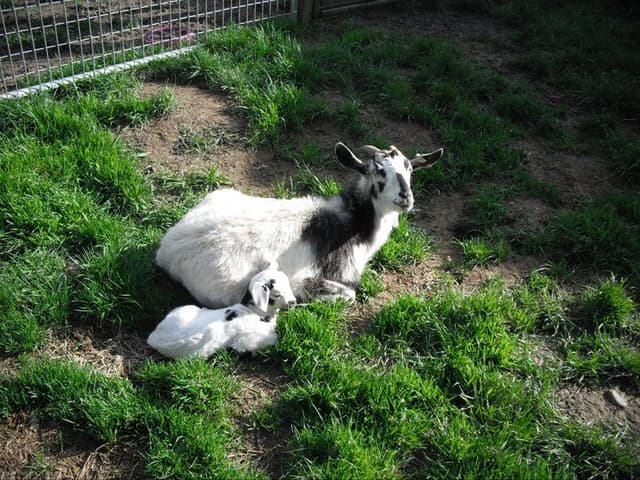 Kiko goat, a white doe with grey facial markings resting in grass beside her kid