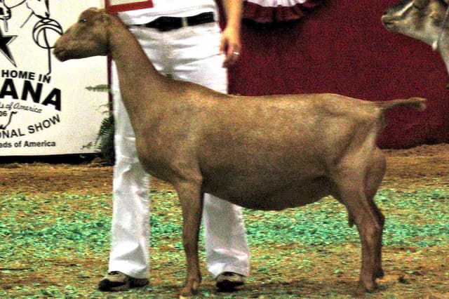 LaMancha goat, a doe in side profile showing the breed's earless head