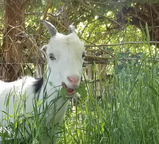 Mini LaMancha goat, a white and black doe grazing in tall grass
