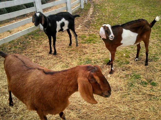 Mini Nubian goat, three goats with long pendulous ears standing in a pasture