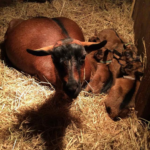 Mini Oberhasli goat, a bay doe lying in straw with her five kids