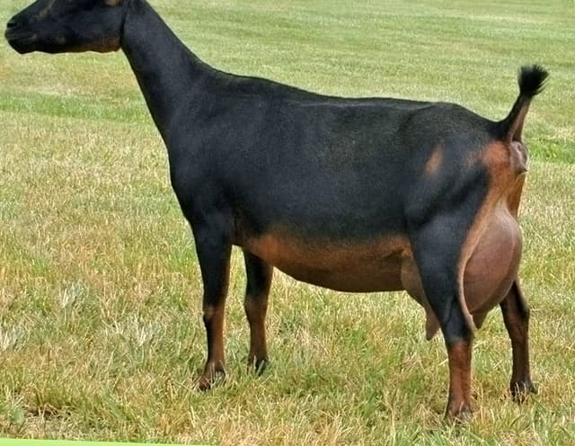 Nigerian Dwarf goat, a small black-and-tan doe in side profile