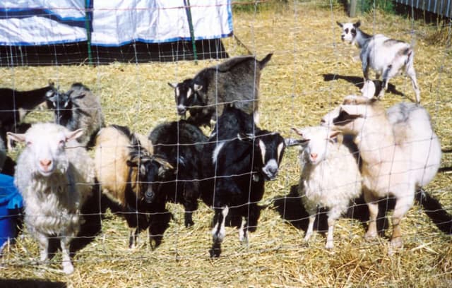 Nigora goat, a group of goats of varying coat types behind a wire fence