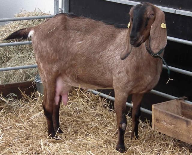 Nubian (Anglo-Nubian) goat, a brown doe with the breed's long pendulous ears and Roman nose