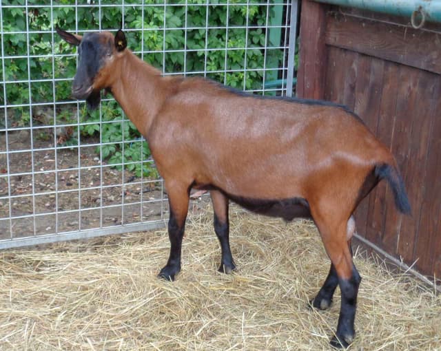 Oberhasli goat, a bay doe with black markings in side profile