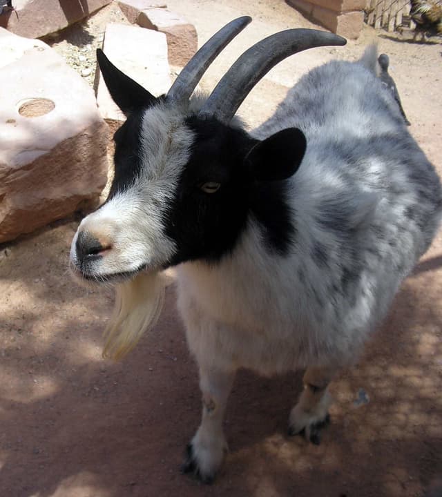 Pygmy goat, a small, stocky doe