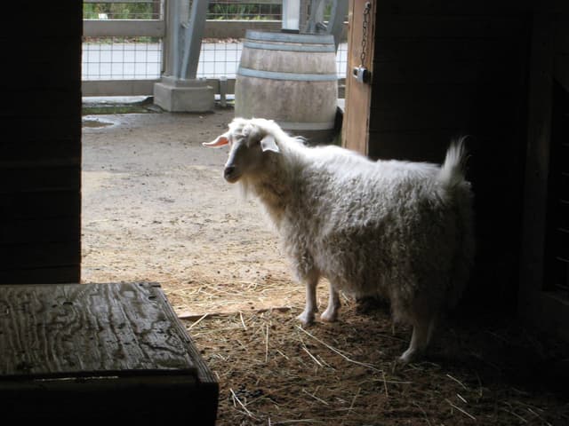 Pygora goat, a white, curly-fleeced doe standing in a barn doorway