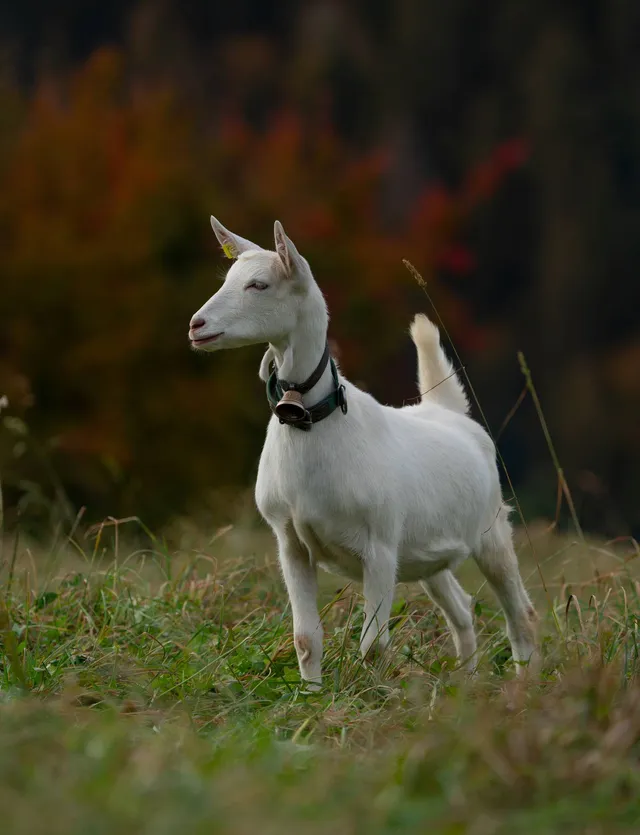 Saanen goat, an all-white doe in side profile with tail raised