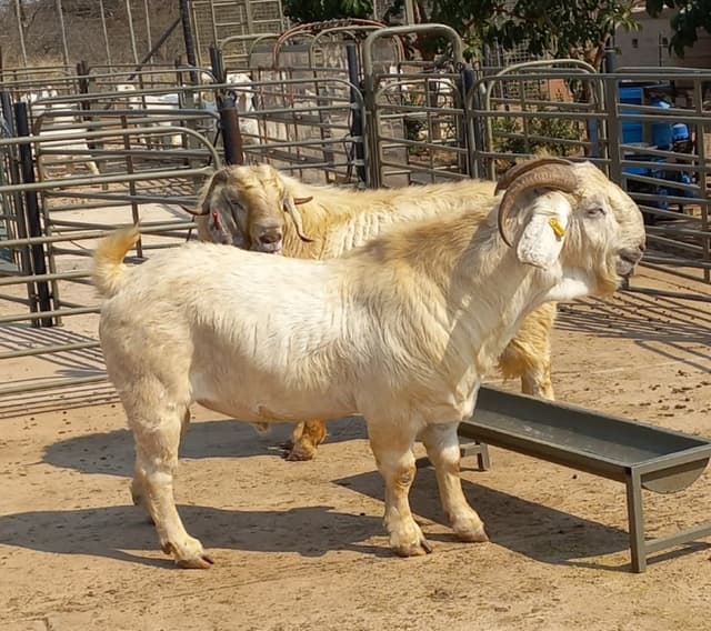 Two adult white Savanna goats beside a water trough, with a horned buck in the foreground