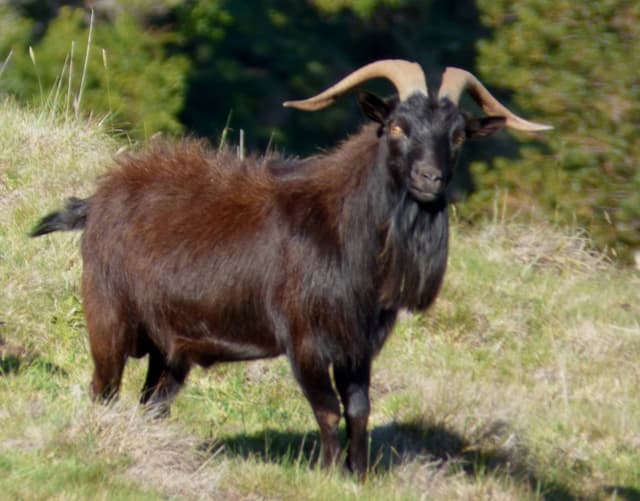 Spanish goat, a dark-coated, horned and bearded adult