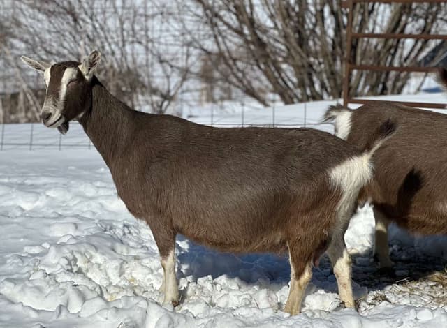 Toggenburg goat, a brown-and-white doe standing in snow