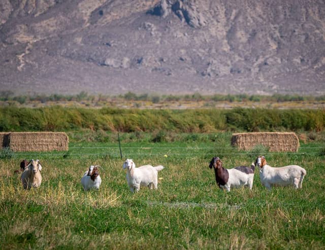 Five adult goats of mixed colors grazing in a fenced pasture with hay bales and mountains in the background