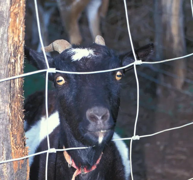 A goat looking through a net wire fence in an outdoor pen